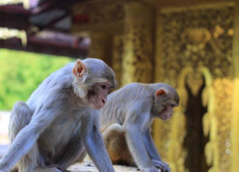 The Sacred Guardians Of Mount Popa Myanmar