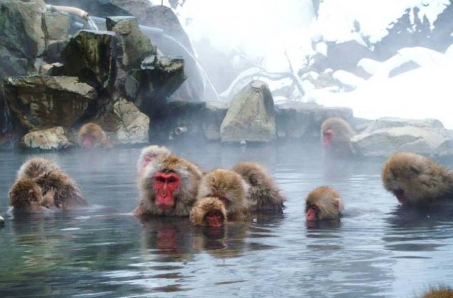 Monkey Of Good Luck Japan