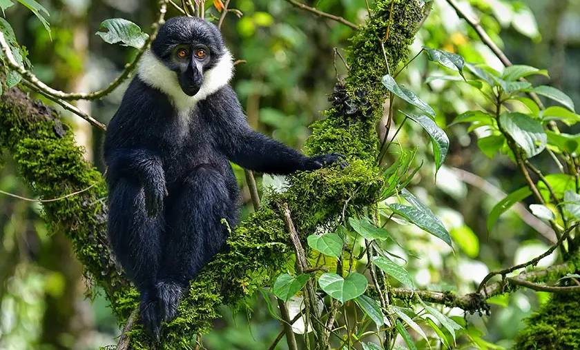 Monkeys As Spirit Guides Central Africa