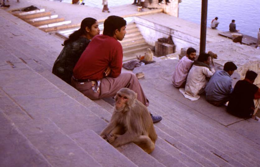 Monkey Guardians Of The Sacred Ganges India