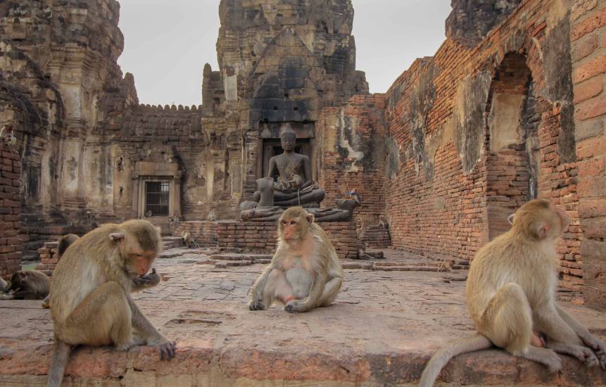The Sacred Monkeys Of Lopburi Thailand