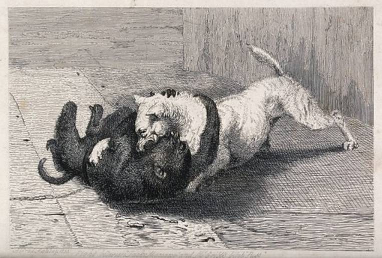 The Mischievous Monkey Of The Caribbean Trinidad And Tobago