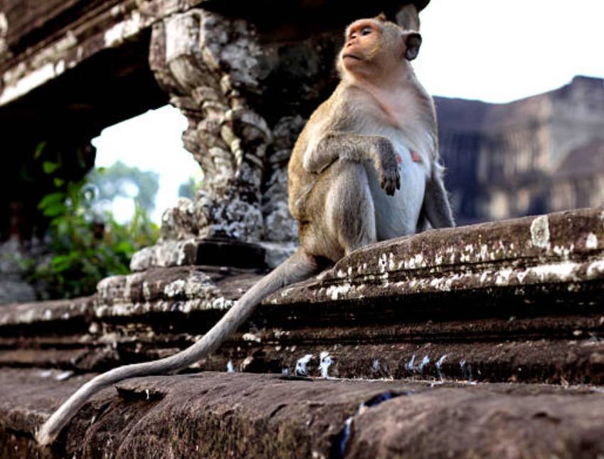 The Guardian Monkey Of Angkor Wat Cambodia