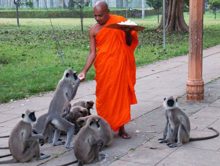 The Monkeys Of Wisdom Laos
