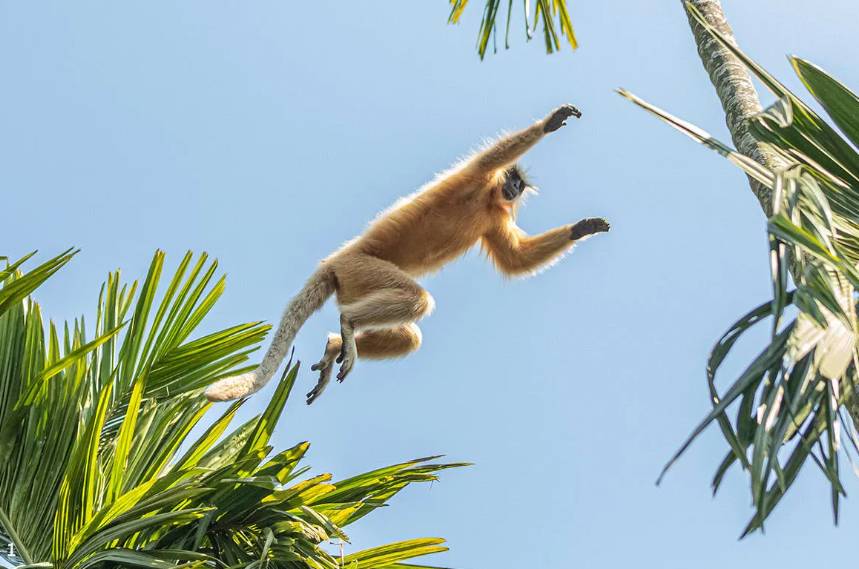 The Monkey Who Chased The Sun South Africa